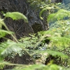 Plants: image 89 Of 115 Thumb